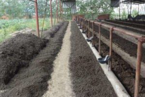 The Effect of Vermicompost Organic Fertilizer
