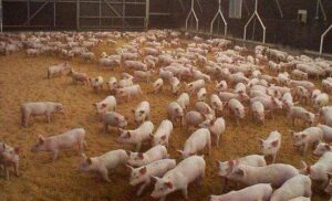 The benefits of fermented pig manure