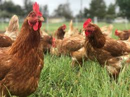 What can chicken manure be used for?