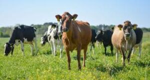 How does the disc granulator production line produce cow manure organic fertilizer?